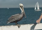 Santa Cruz